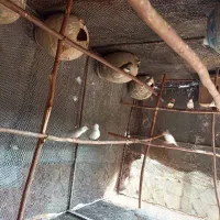 فنچ|پرنده|بندرعباس, |دیوار