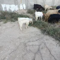 تعداد 20راس بز کهر ه دار داشتی|حیوانات مزرعه|بندر گناوه, |دیوار