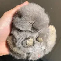 خرگوش اصیل لوپ مینیاتوری واکسن خورده و تربیت شده|موش و خرگوش|مشهد, احمدآباد|دیوار