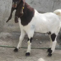 تروشت بربری