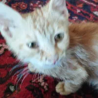 بچه گربه ناز واگذار میشود