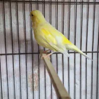 قناری ماده|پرنده|فسا, |دیوار