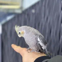 عروس هلندی|پرنده|بجنورد, |دیوار