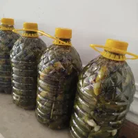 خیار شور