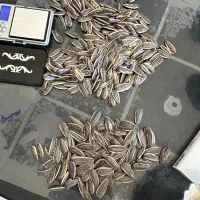 تخمه فروشی انس ۲۲۵