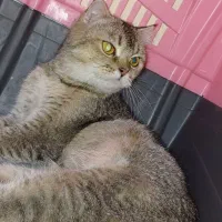 گربه اسکاتیش ماده