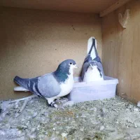 کبوتر دمگیر سینه دمپاک