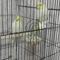 جفت عروس هلندی مولد