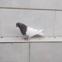 کفتر کله قرمز