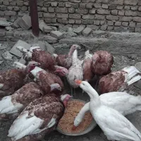 حیوانات|حیوانات مزرعه|بروجرد, |دیوار