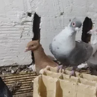 جفت گرفتی نر مست مست|پرنده|شوشتر, |دیوار