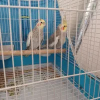 جفت عروس هلندی|پرنده|سنگر, |دیوار