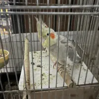 عروس هلندی|پرنده|تهران, بروجردی|دیوار