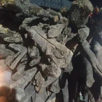 خرید درخت و چوب ساختمانی سقفی وضایعاتی|خدمات باغبانی و درختکاری|ایلام, |دیوار