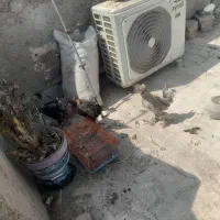 غاز و مرغ و خروس سلطان