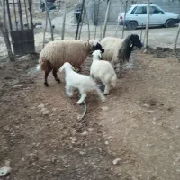 میش|حیوانات مزرعه|کوزران, |دیوار