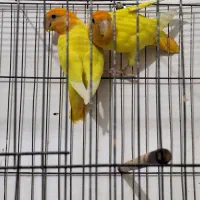 جفت طوطی برزیلی اوپال مولد