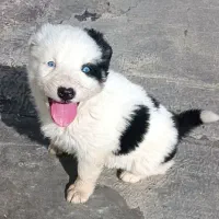 واگذاری توله هاسکی