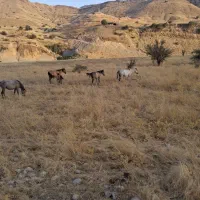 یک کره نوزین و یه مادیون