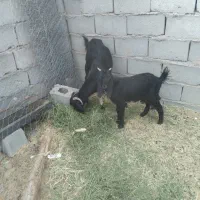 گوسفند فروشی|حیوانات مزرعه|ریگان, |دیوار