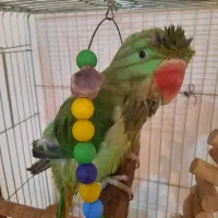 شاه طوطی نر