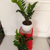 گل و گیاه طبیعی باکیفیت سانسوریاوزامفولیاوپتوس