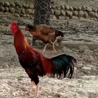 خروس لاری نژادافغان اصل