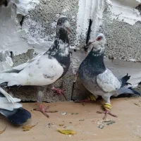 سار|پرنده|آزادشهر, |دیوار