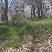 واگزاری سگ پژدر عراقی