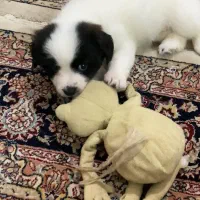 گمشده|حیوانات|لاهیجان, طالقانی|دیوار