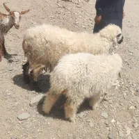 گوسفند فروشی