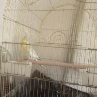عروس هلندی ماده