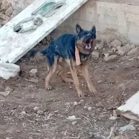 واگذاری سگ ژرمن نر نگهبان