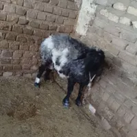 یک گوسفند بوری اصل سیاه سفید|حیوانات مزرعه|زاهدان, |دیوار