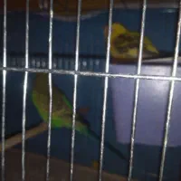 پرنده|پرنده|داران, |دیوار