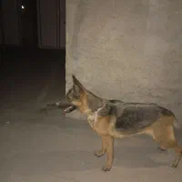 سگ چرمن ژپر|سگ|فیروزآباد (فارس), |دیوار