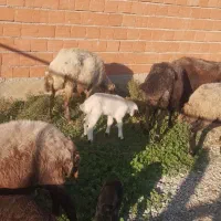 گوسفند|حیوانات مزرعه|سیمین شهر, |دیوار