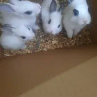 بچه خرگوش یک ماهه