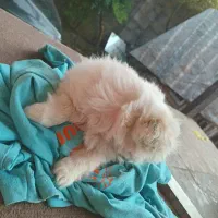 سگ اشپیز‌ پاکوتا|سگ|آستانه اشرفیه, |دیوار