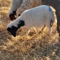 بره نروماده|حیوانات مزرعه|کوزران, |دیوار