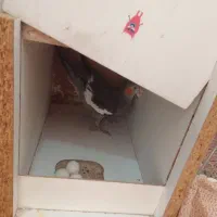 عروس هلندی مولد تخم گذار و جوجه|پرنده|گلپایگان, |دیوار