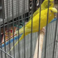 با سلام فروش یه جفت مرغ عشق بعلت کمبود جا|پرنده|شیراز, قلعه شاهزاده بیگم|دیوار