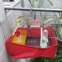 جفت مرغ عشق نر و ماده به فروش میرسد|پرنده|سنقر, |دیوار