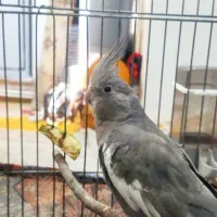 عروس هلندی مولد با دو عدد جوجه