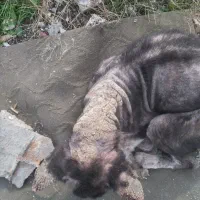 سگ بومی|حیوانات|رشت, ولکس|دیوار