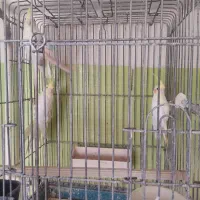 عروس هلندی بالغ کار داده