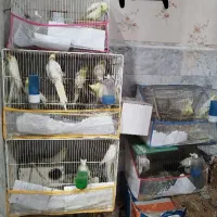 فروش عروس هلندی نر و ماده زعفرانی و البینو