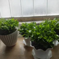 سبزه نارنج و وسایل هفت سین