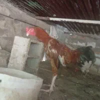 خروس لاری اصل