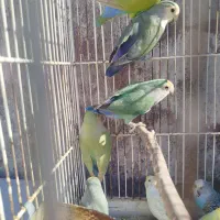 طوطی برزیلی